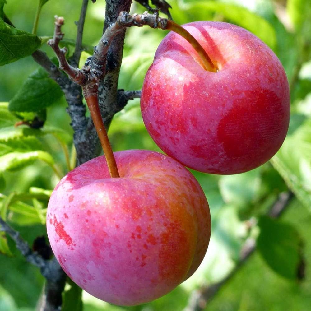 Methley Plum Tree Live Plant, Red Plum Plant Live, Well Rooted, 3 Feet Tall, Sweet Plum Tree for Outdoor Planting, No Ship to CA