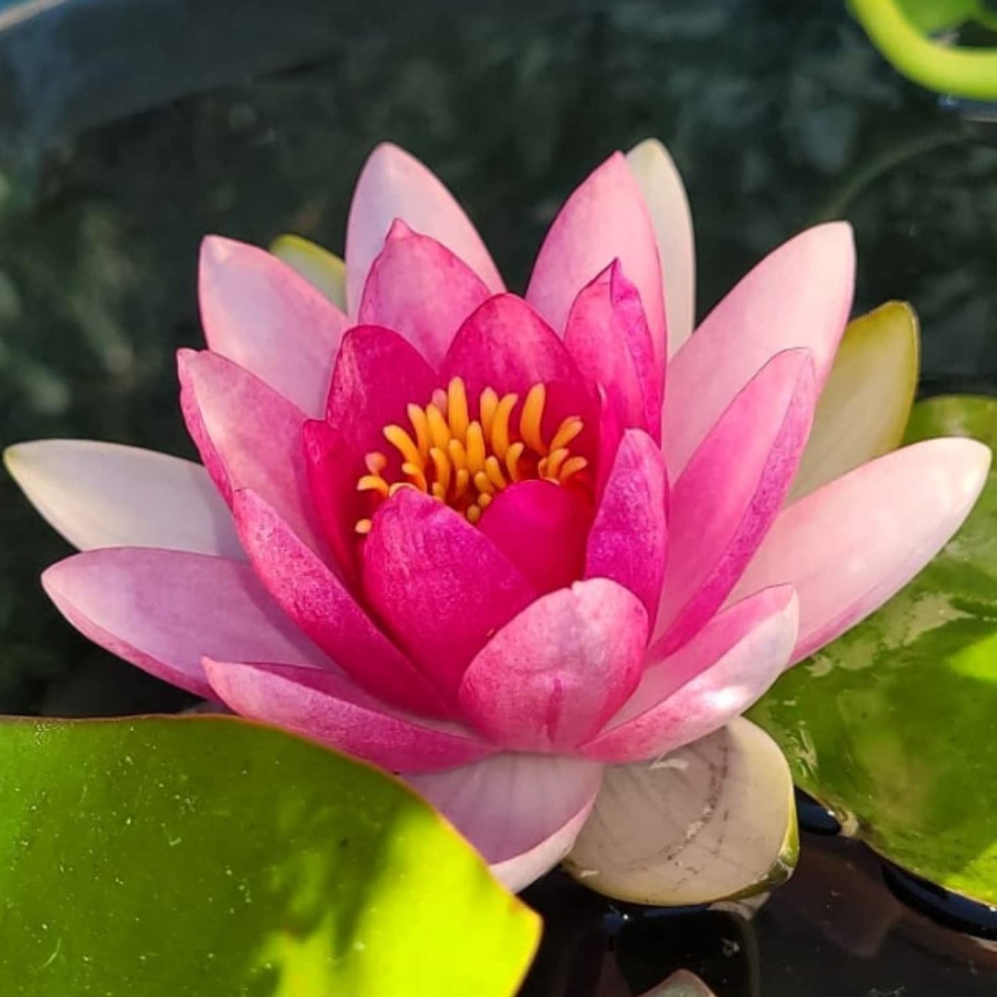 Mainam Red Nymphaea Attraction Live Aquarium Plant Hardy Water Lilies Tuber for Freshwater Fish Pond Balcony