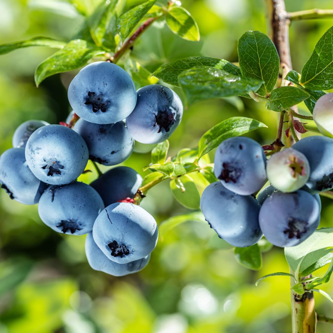 Huckleberry Plants Live for Planting, 3-4 Inch Bare Root Seedlings, Non GMO, Low Maintenance Native Fruit Shrub, Robust Well-Rooted Plants