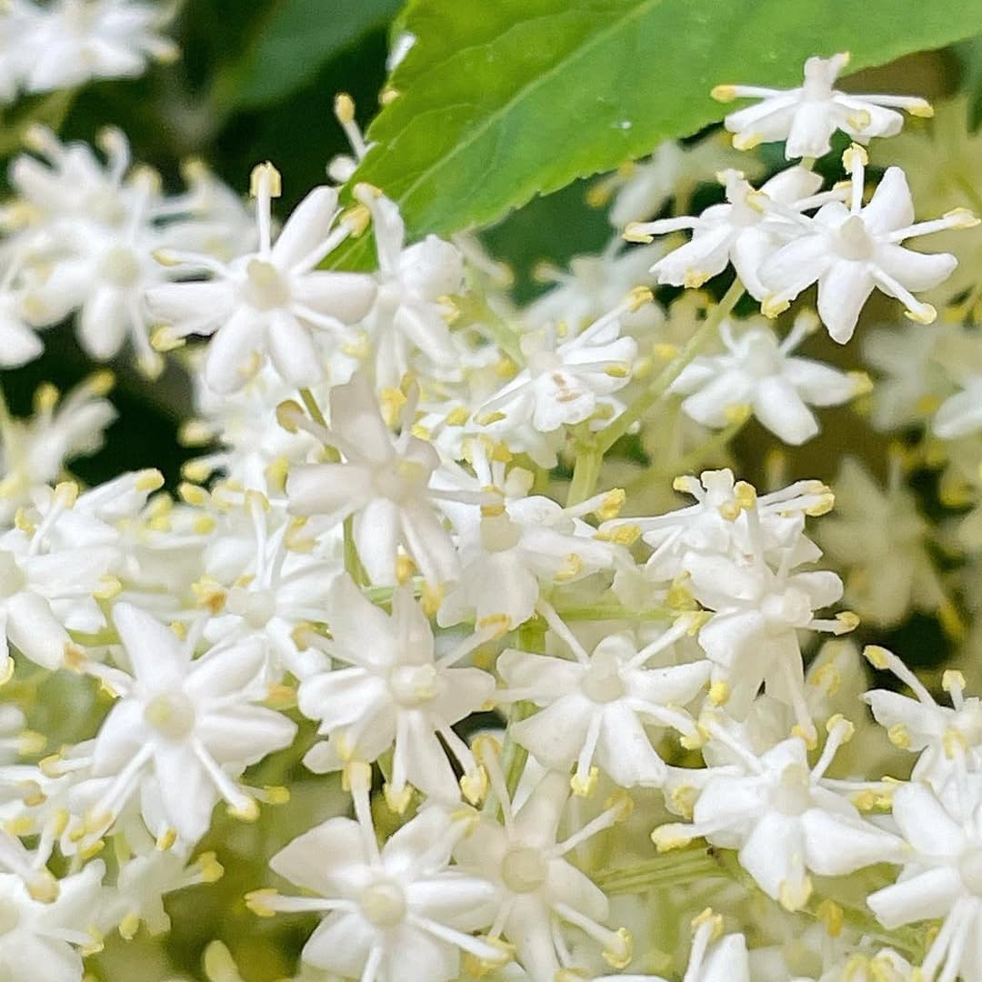 2 Black Elderberry Plants Live for Planting, 1 Year Old Well-Rooted Tree, Dormant, Cold Hardy, Elderberry Bushes, 6-12 Inches in Tall