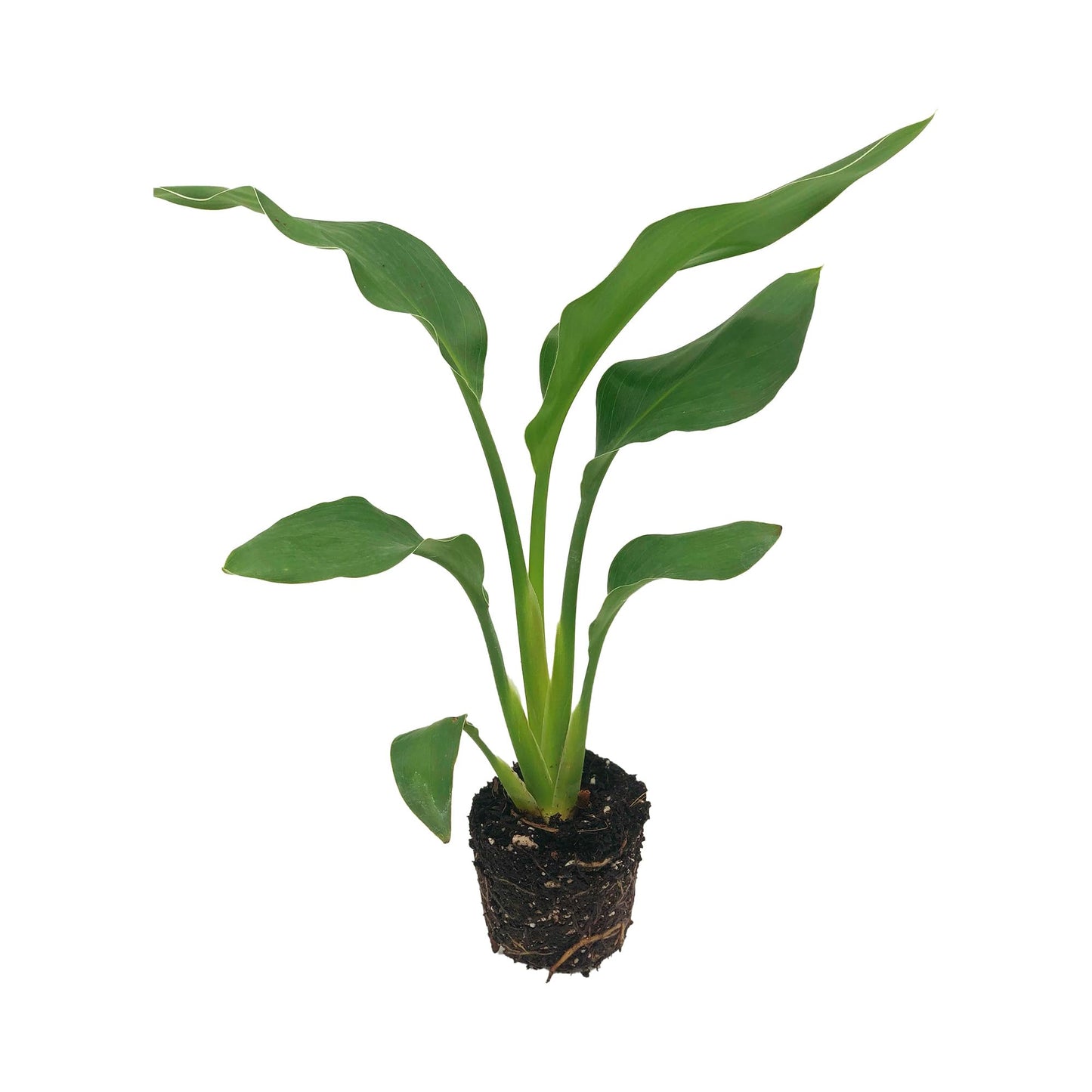 Live Orange Birds of Paradise Plant - ‘Orange Birds of Paradise’ Strelitzia Reginae - ragnaroc Tropical Plant 6-10” Tall - 1ct - Live Arrival Guaranteed - House Plants for Home Decor & Gift