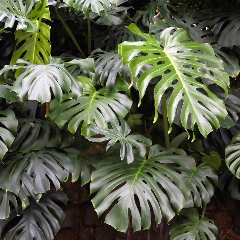 90PCS Fresh Monstera Plant Seeds, Rare Tropical Houseplant Seeds for Indoor & Outdoor Growing | Easy to Grow Exotic Foliage Plant