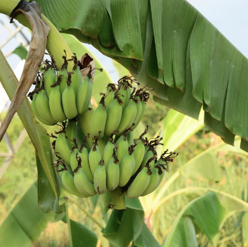 Grand Nain Banana Starter Plant - Live Banana Tree - 4-6 inches Tall (Grand Nain)