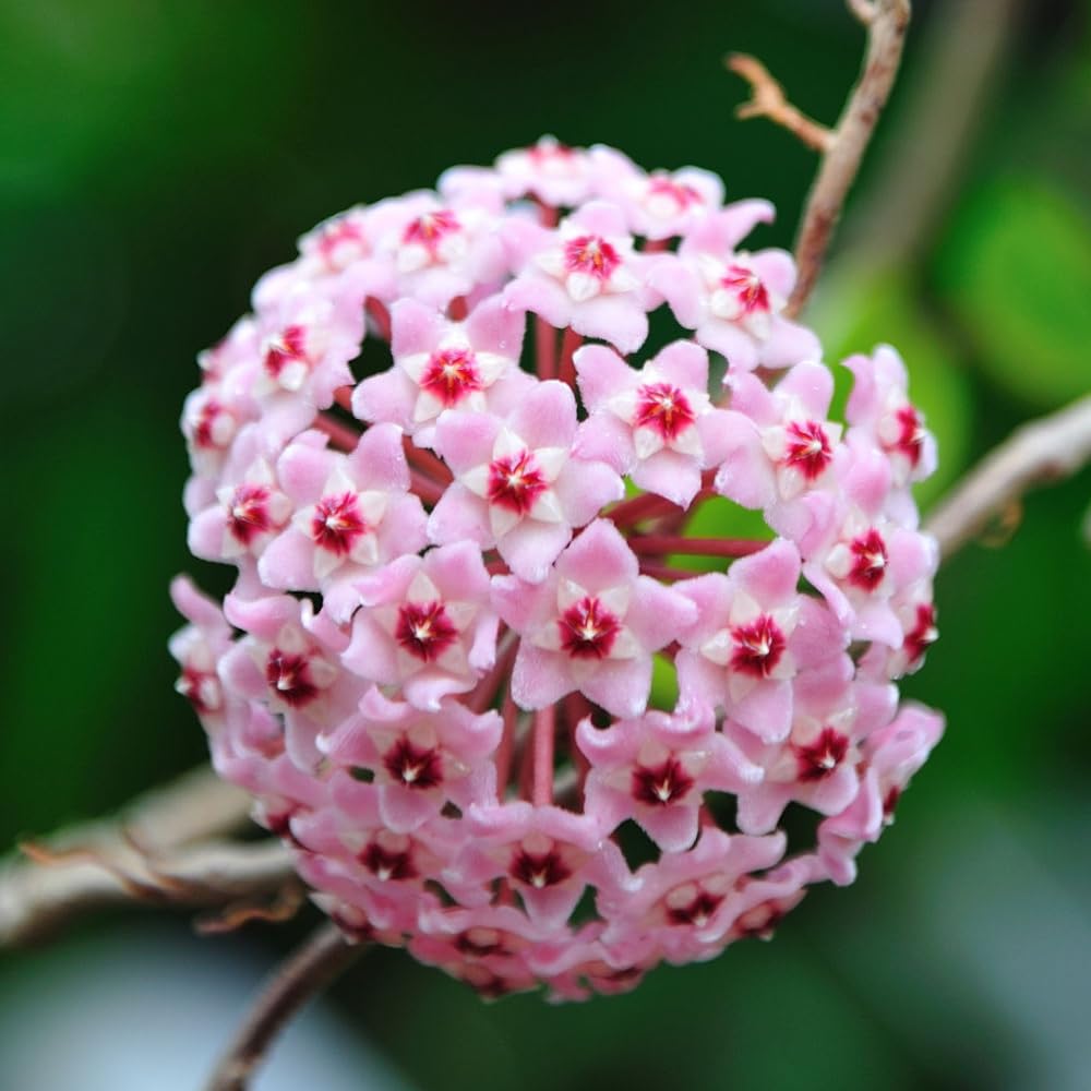 Hoya Krimson Princess, Hoya Carnosa Vareiagata, Live Hoya Plant, Live Arriaval Guarantee! (4" Pot with 2 or More Plants)