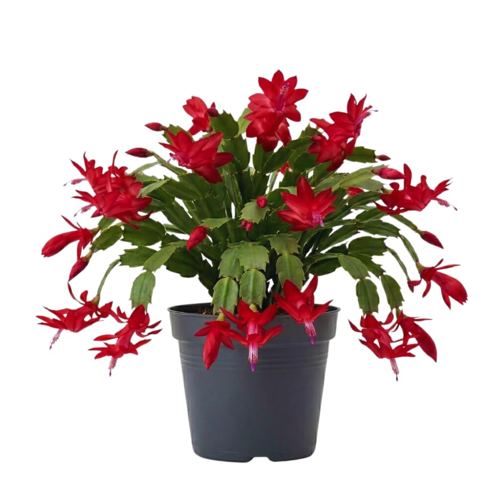 Christmas Cactus Plant Live, Red Christmas Cactus Plant, Holiday Cactus Plants for Gardening, 4 Inc Potted