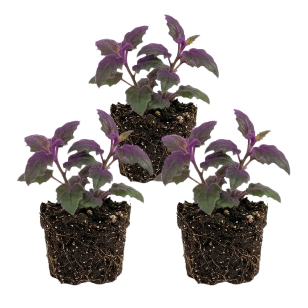 3 Gynura Purple Passion Live House Plant, Size 4 Inch Tall, Decorative Indoor Plant for Shelves & Desks, Fast Growing & Easy Care