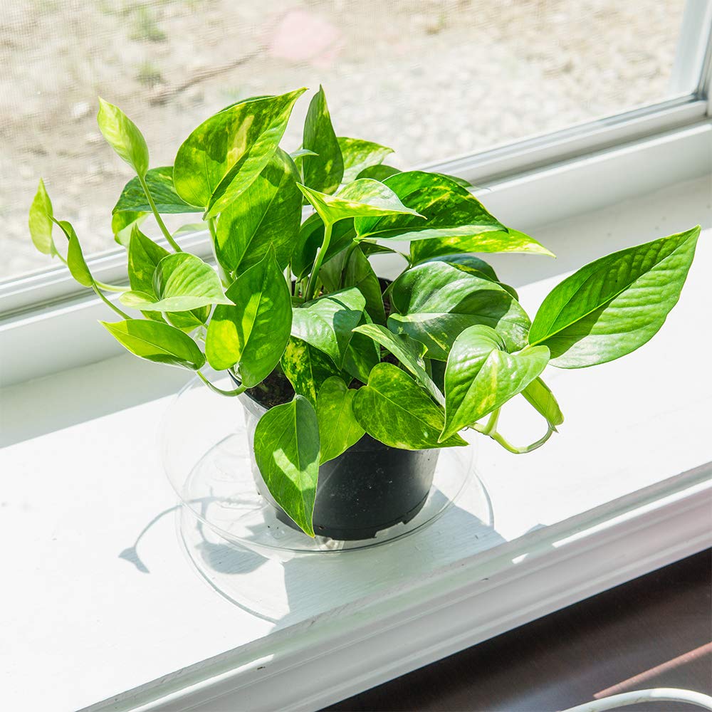 Perfect Plants Golden Pothos 6in. with Midnight Blue Pot | Epipremnum aureum Devil's Ivy | Easy Care Houseplant | Perfect for Low to Moderate Light Conditions | Air Purifying