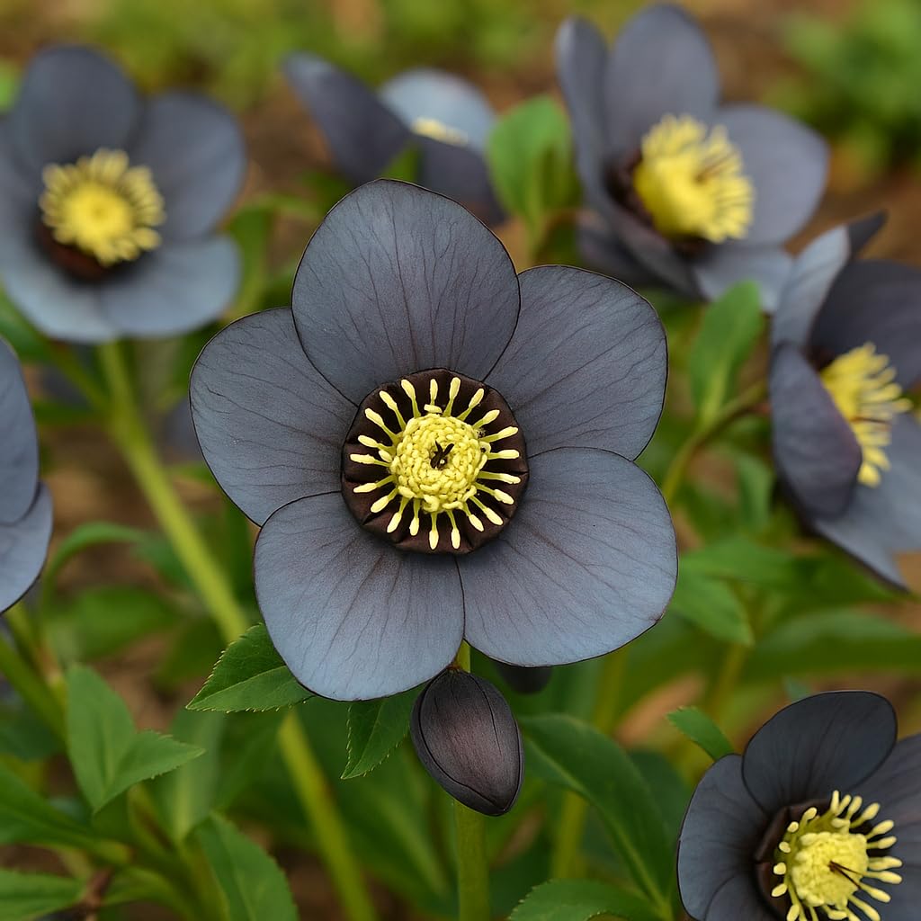 Perennial Farm Helleborus Winter Jewels 'Blue Diamond' – Live Lenten Rose in 1 Quart, Double Bluish-Purple Blooms, Early Spring Color, Shade Loving, Deer Resistant, Ideal for Woodland Gardens