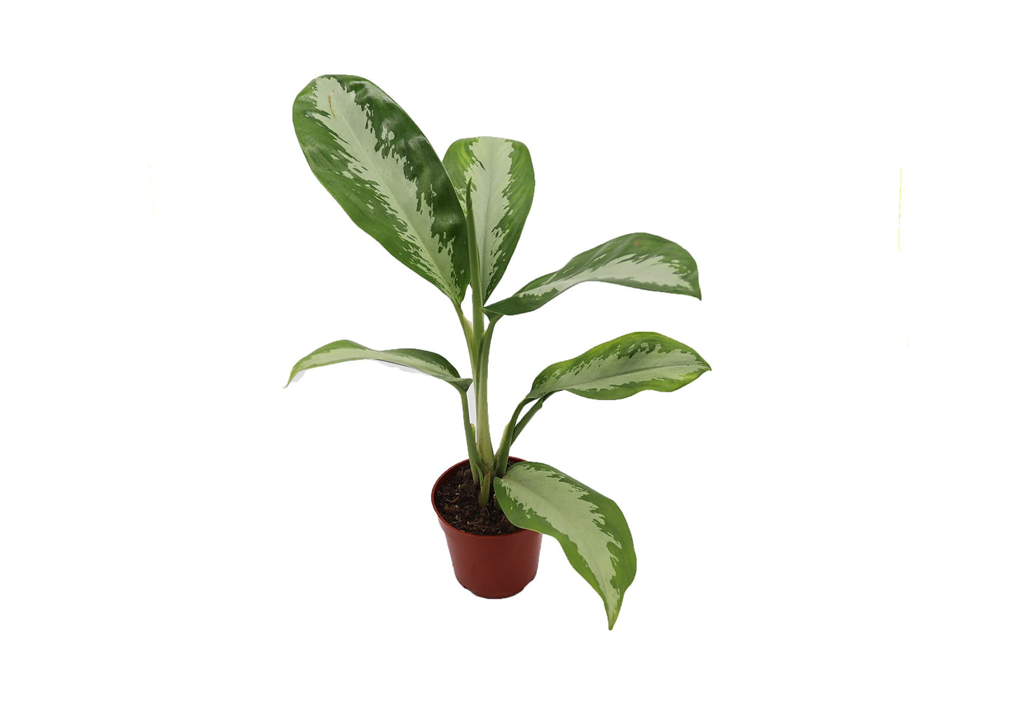 Aglaonema Silver Moon - 4'' from California Tropicals
