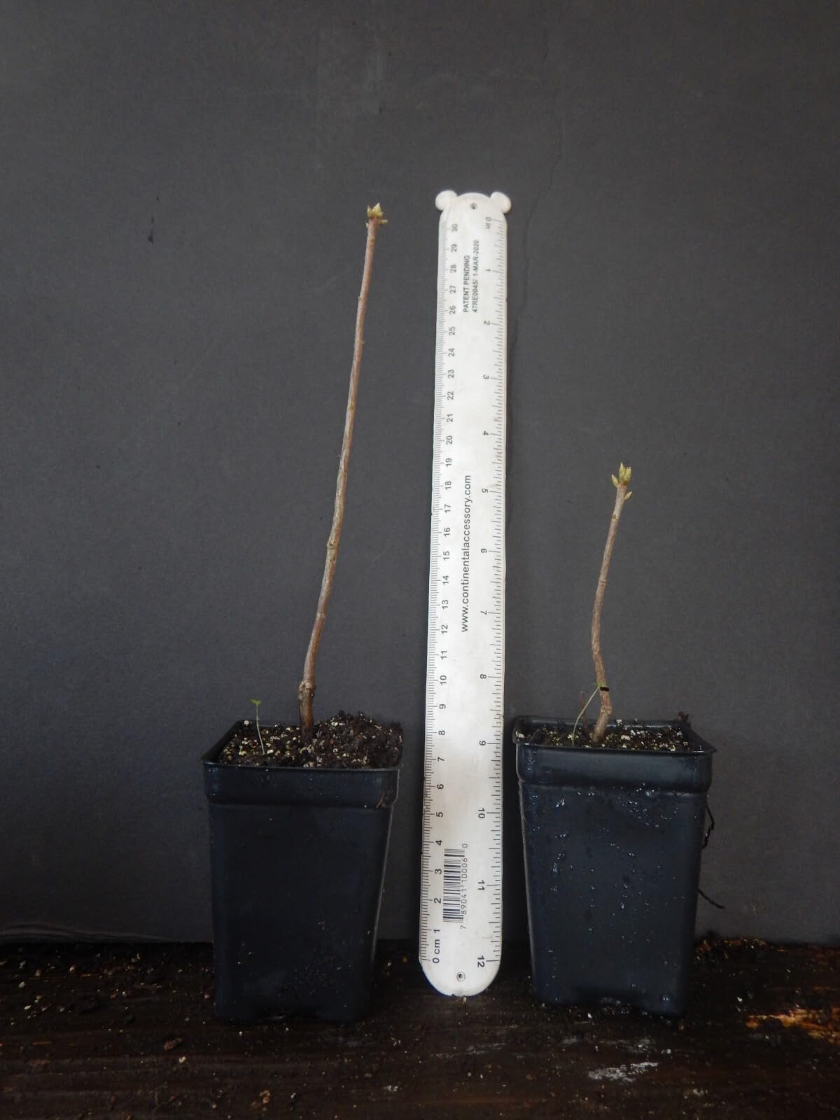 Live Plant - Fantastiquearomi Azalea Rhododendron Deciduous Small Starter Plantdormant!