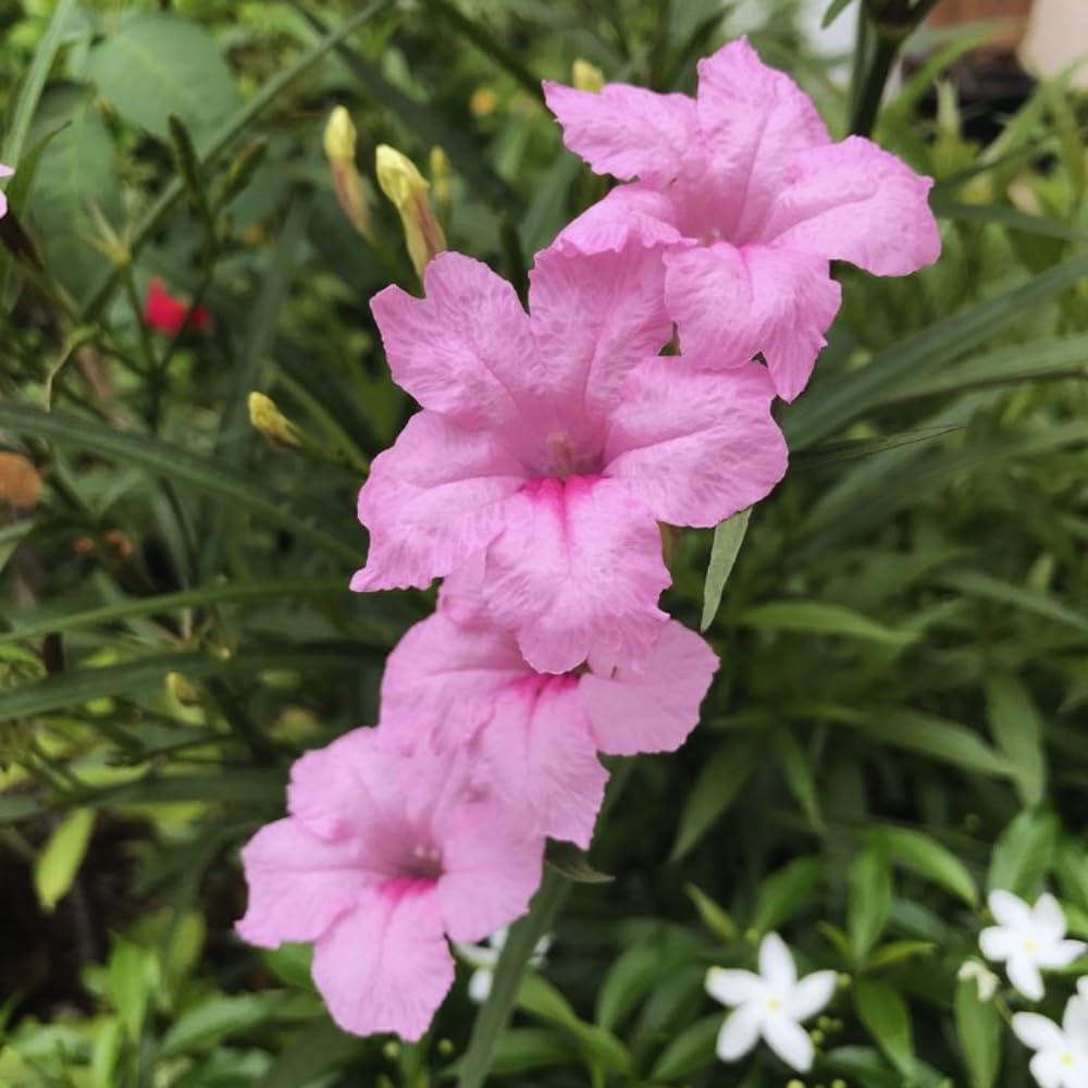 2 Pink Mexican Petunia Plants Live, 5 to 7 Inches, Petunia Flower Live Plant, Shrub Plant Gardening