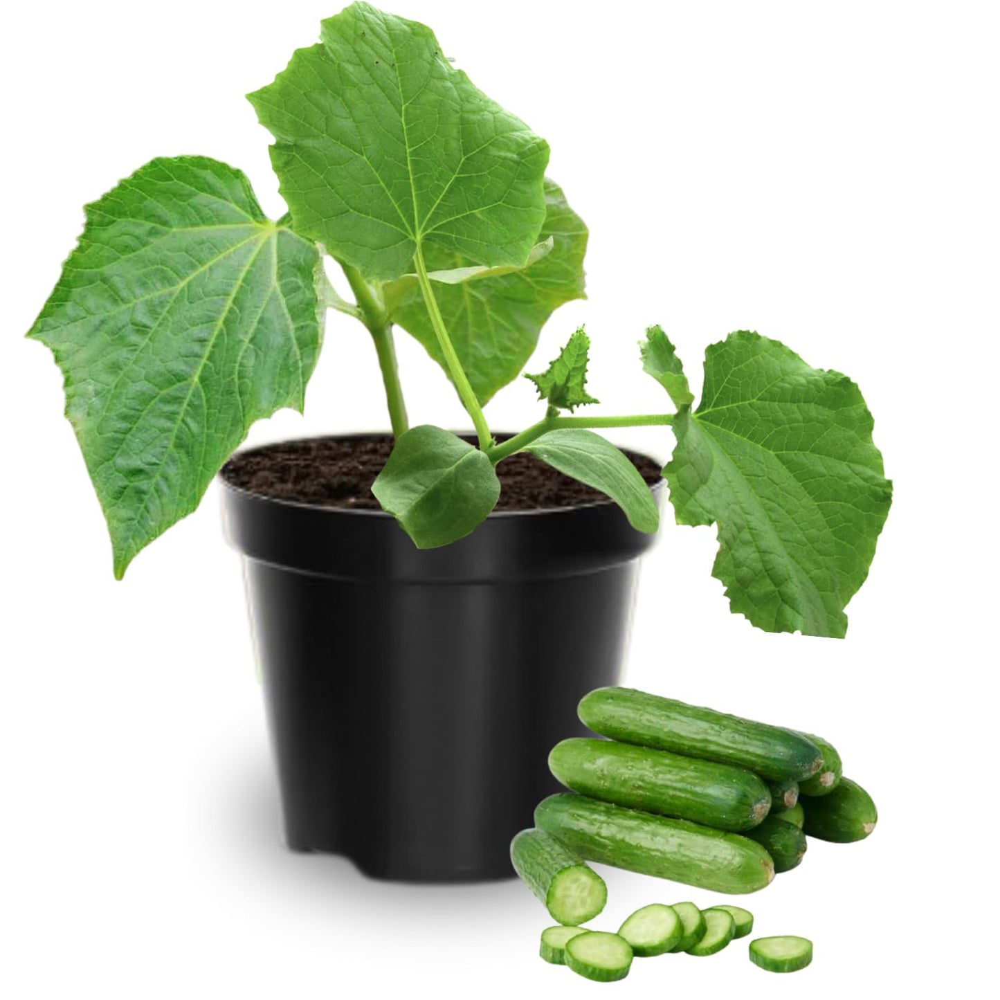 2 Cucumber Plants Live, Live Green Cucumber Plants Potted, 3 to 5 Inches Tall, 4 Inches Pot, Vegetable Plants Gardening Planting