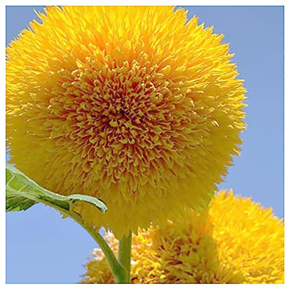 Marde Ross & Company Teddy Bear Sunflower Seeds 30+ Giant, Fluffy Blooms Heirloom Flower Seeds for Outdoor Planting Grows up to 7' Tall in Full Sun - Grown in the USA