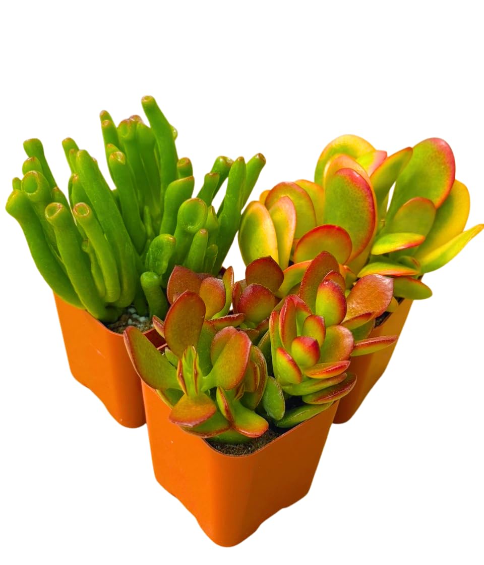 Succulents Plants Live Jade Plant 2" 3-Pack Mystery Collection, Live Jade Plant Starter Collection, Live Succulent Plants in Grower Pots with Succulent Soil Mix by The Succulent Cult