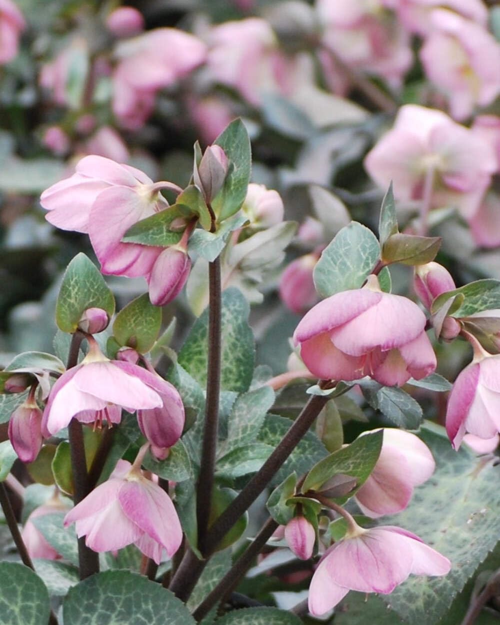 Perennial Farm Marketplace Helleborus Frostkiss® Dorothy’s Dawn® (Lenten Rose) Live Perennial, Size-#1 Container, Pale Pink Winter to Spring Flowers with Marbled Evergreen Foliage