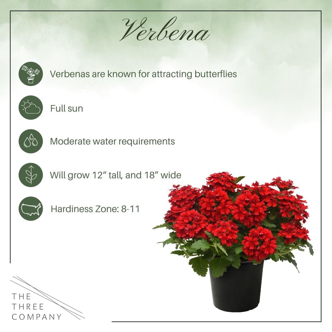 Live Flowering Verbena - Shades of Red (3 Plants Per Pack) - Healthy Flowering Plant - Beautiful Spring Color - 10" Tall by 5" Wide in 1Qt Pot