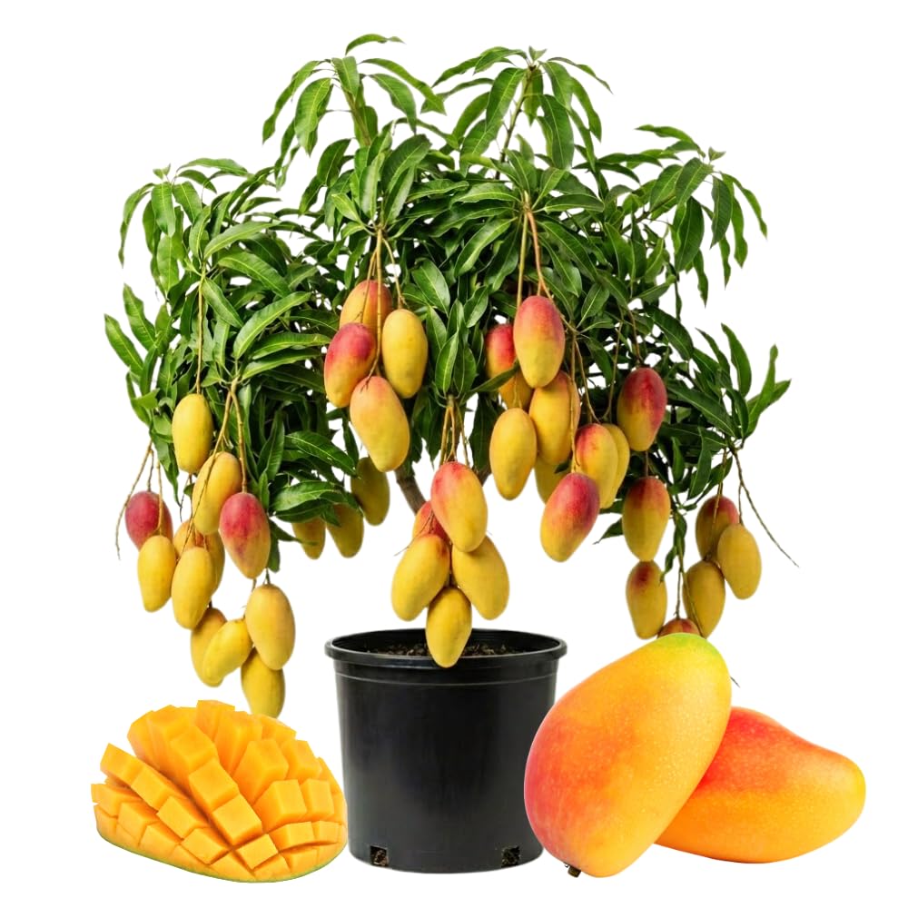 Grafted Mango Trees Live Plants in 3 Gal Pot, Fragrant Mango Fruit Tree from 2 to 3 Feet Tall, Sweet and Fast-Growing, No Ship to CA
