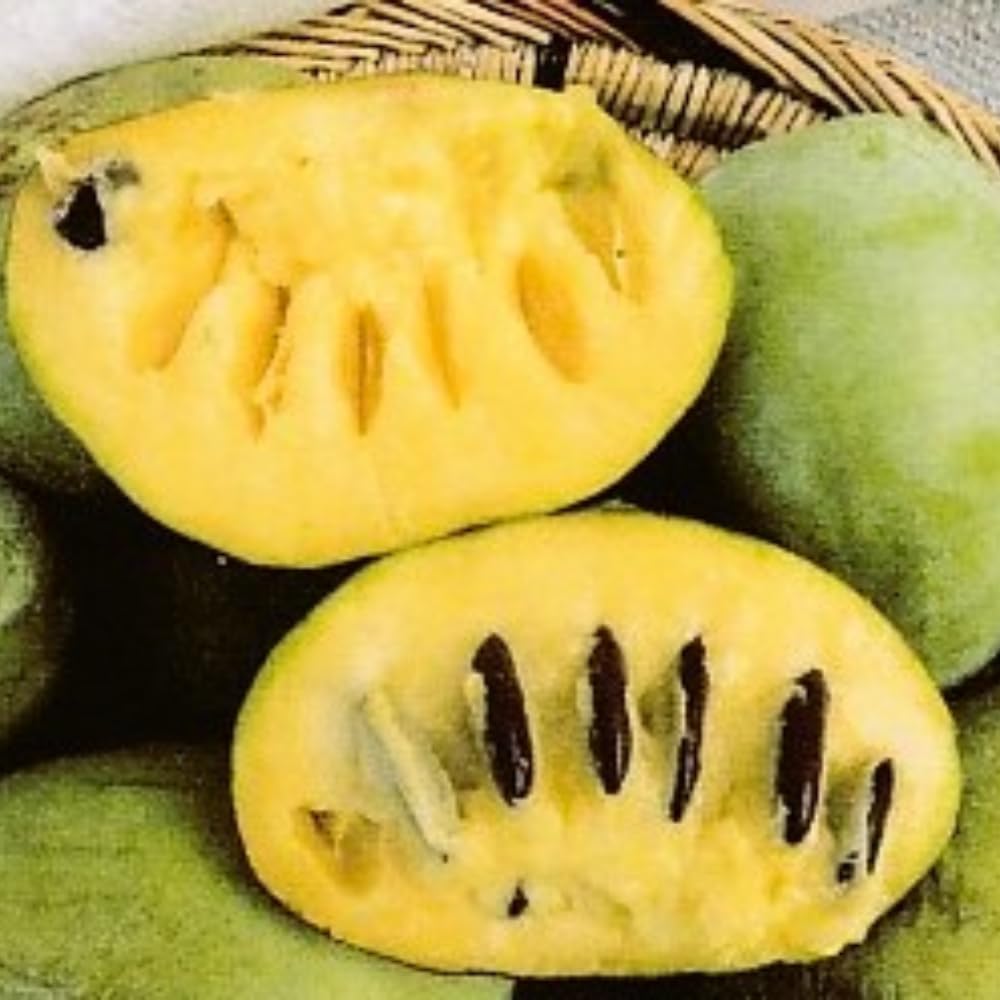 Pawpaw Tree Live Plant, 6-14 Inch Tall, Quart Pot, Cold Hardy Paw Paw Plant Live, Pawpaw Fruit Tree for Outdoor Planting