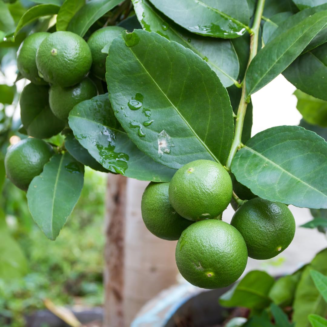Seedless Lime Plant Live, Lime Fruit Tree, 3 Feet Tall in 5 Gallon Pot for Indoor or Outdoor