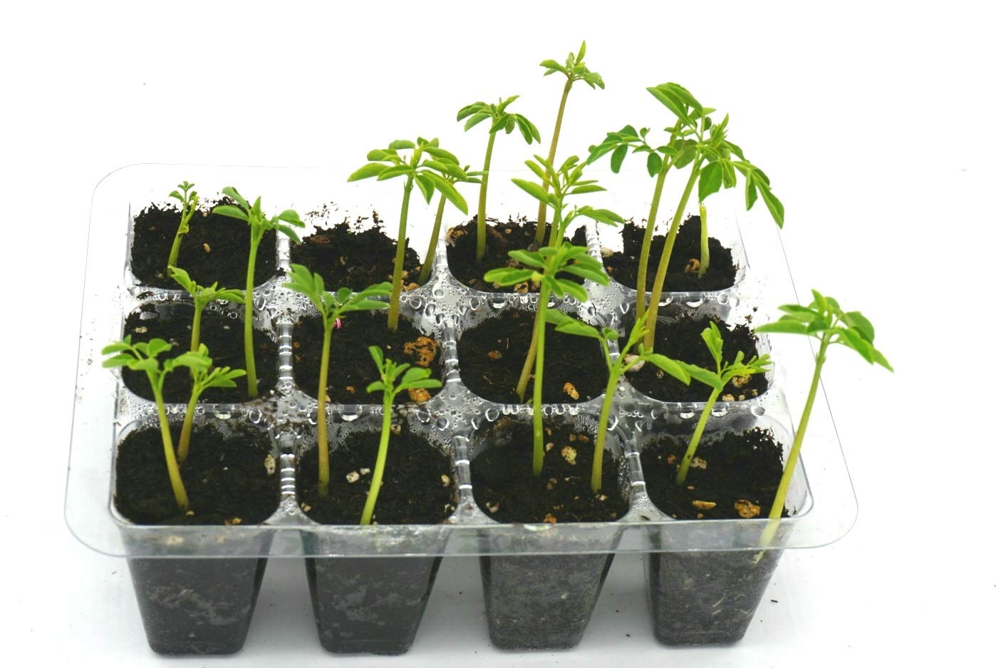 Moringa Oleifera Grow Kit | Pre-Soaked & Pre-Sown | Complete Organic Indoor Growing Set | Grow The Miracle Tree | Perfect Gardening Gift