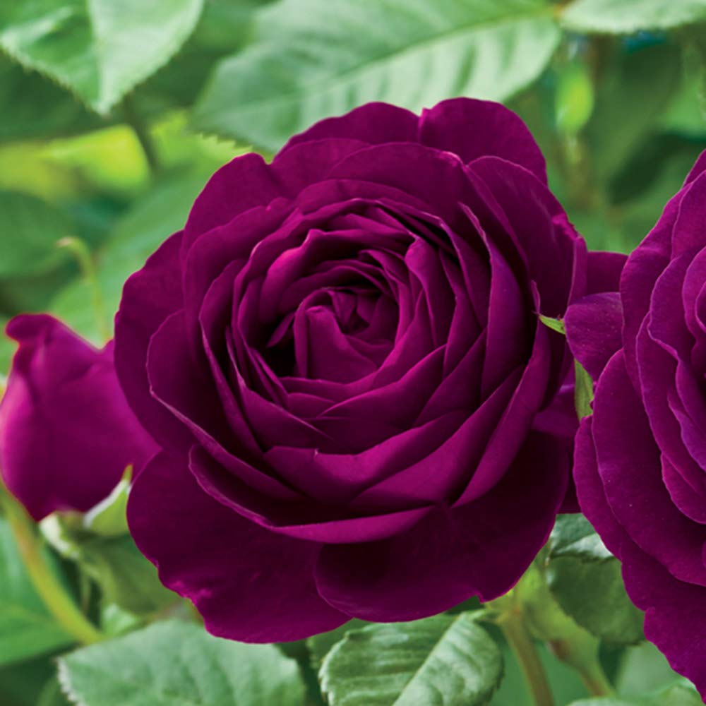 Heirloom Roses Rose Plant - Twilight Zone Purple Rose Bush, Grandiflora Roses Live Plant for Planting Outdoors