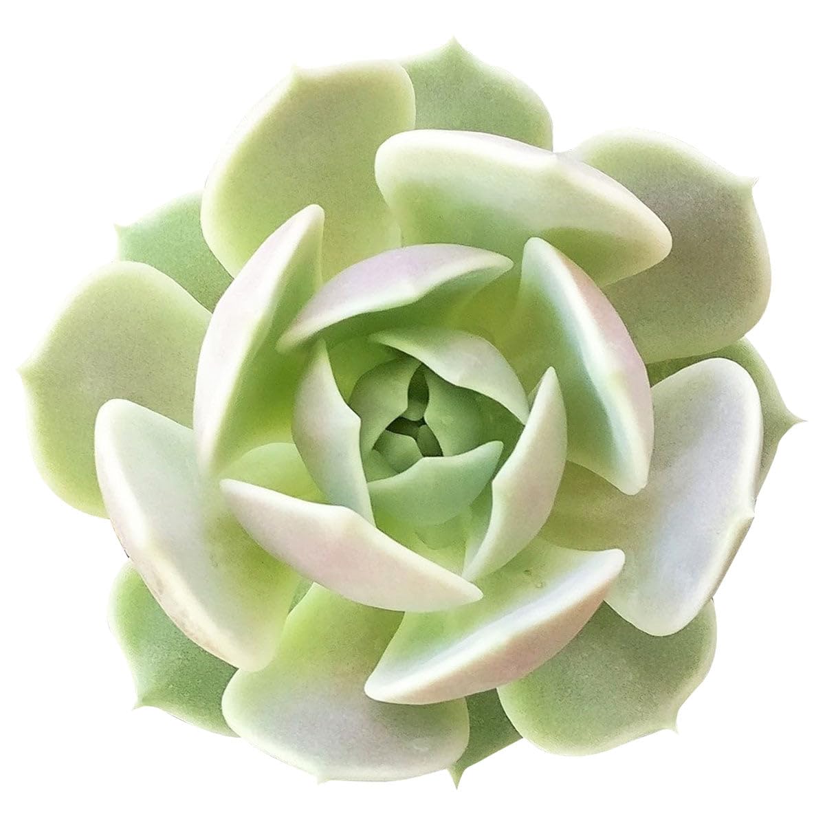 Echeveria Lola Succulent - Rosette Succulents 2 inch - Low Maintenance Indoor Live Plants, Floral Shaped Succulents Fully Rooted for Arrangements, Decor & DIY Projects