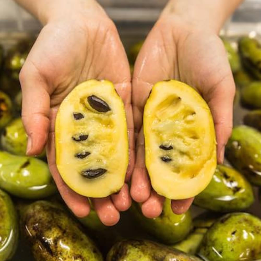 American Pawpaw Tree Live Plant, 1 Year Old Seedling Bare Root, Hardy Asimina Triloba Paw Paw Plant, 6 to 15 Inc Tall