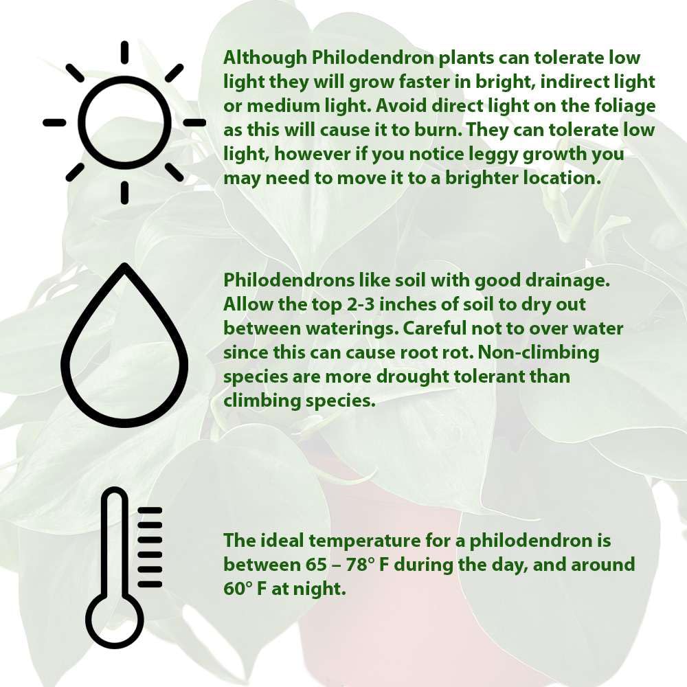 Philodendron Cordatum Heartleaf Live Plant for Indoor | Different Houseplants in 4'' & 6'' Pot | Real House Plant for Living Room, Office, Desk & Bathroom