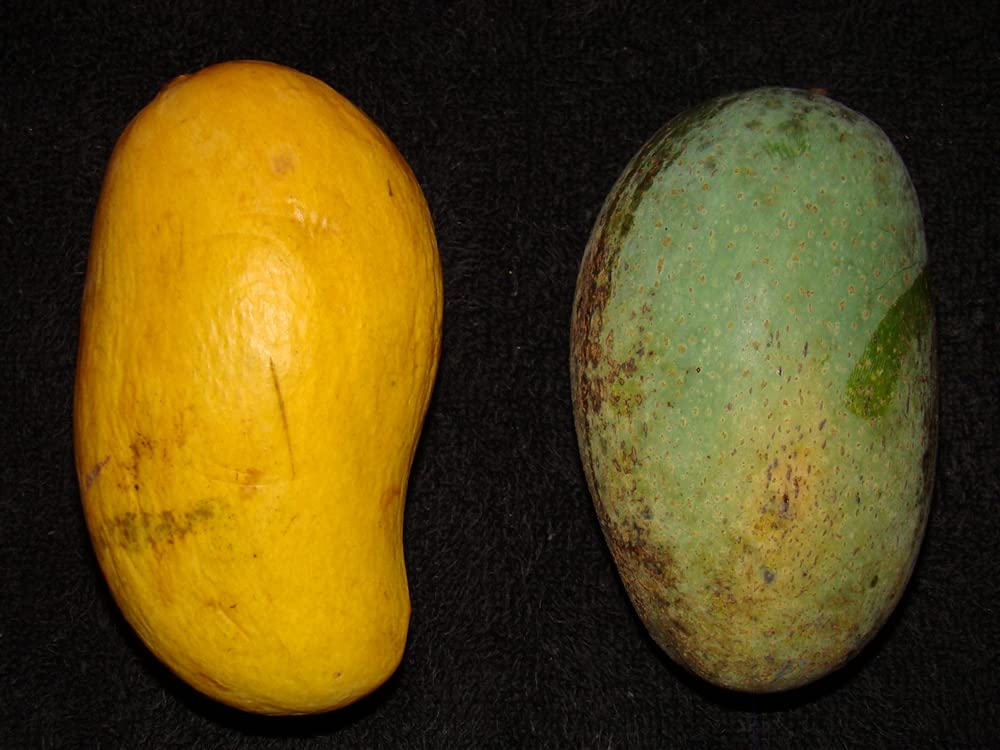 Mango Tree - Live Fruit Tree in a 3 Gallon Pot - Mangifera Indica 'Mallika' - Tropical Edible Fruit Bearing Tree