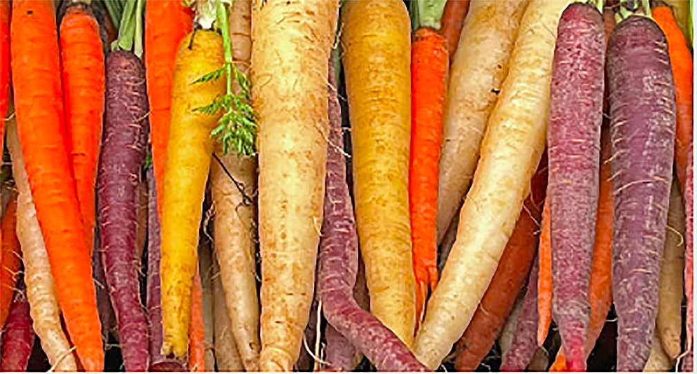 Baby Carrot Seeds - Little Finger Carrots - A Delicacy - 900 Seeds