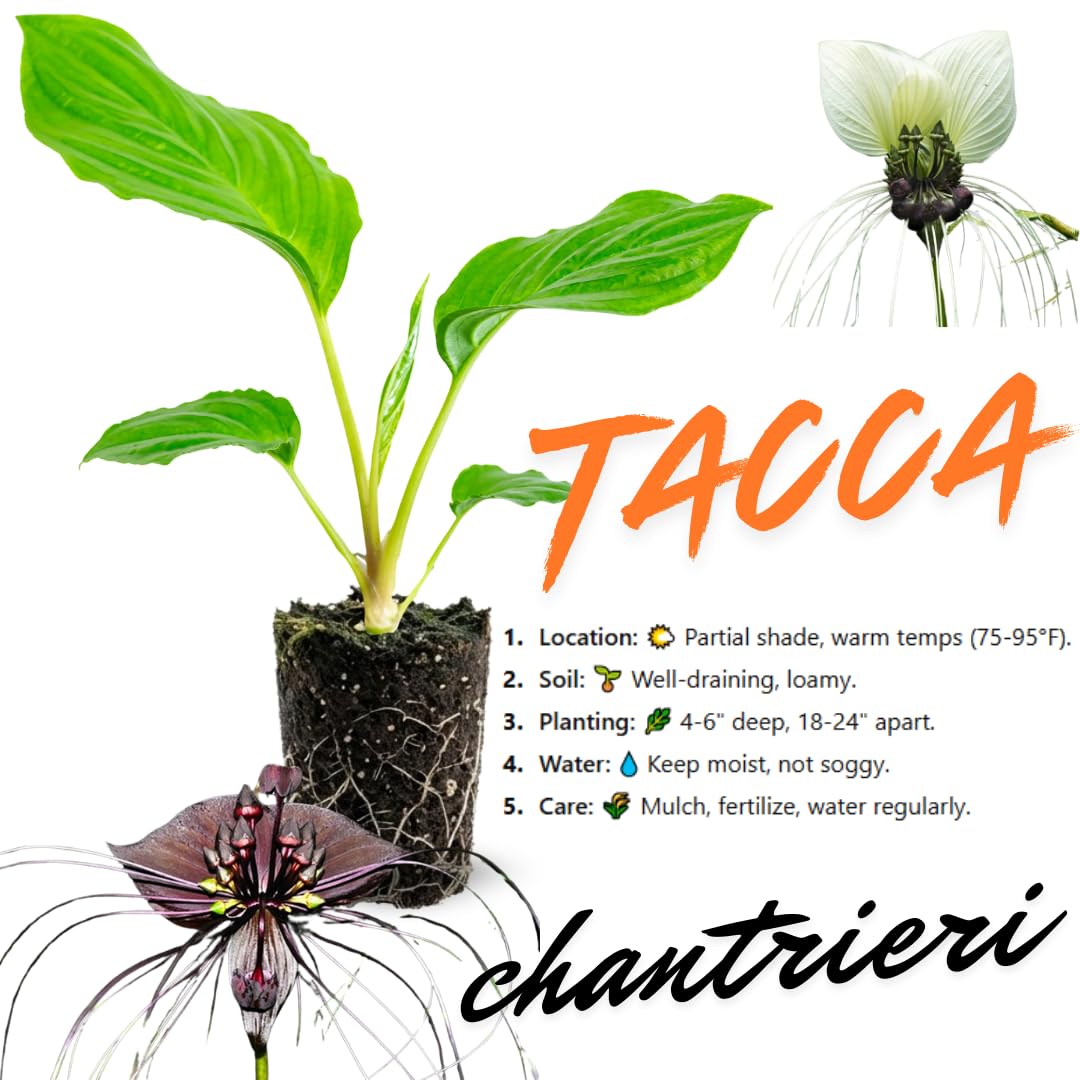 01 Random Bat Flower Live Plant, Bat Orchird Tacca Chantrieri Houseplant 4-6 Inches Tall