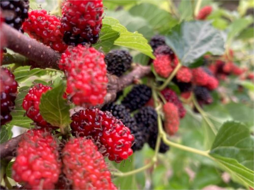 Live 'Thai Dwarf' Mulberry Bushes Early to Fruit 2 to 3 Feet Tall Does Not Ship to California