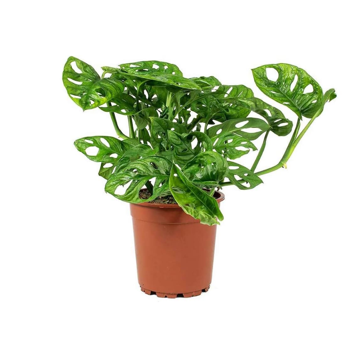 American Plant Exchange Monstera Adansonii 6-Inch – Live Swiss Cheese Vine Plant, Easy-Care Trailing Houseplant, Low-Maintenance Air-Purifying Greenery for Home, Office & Garden Décor