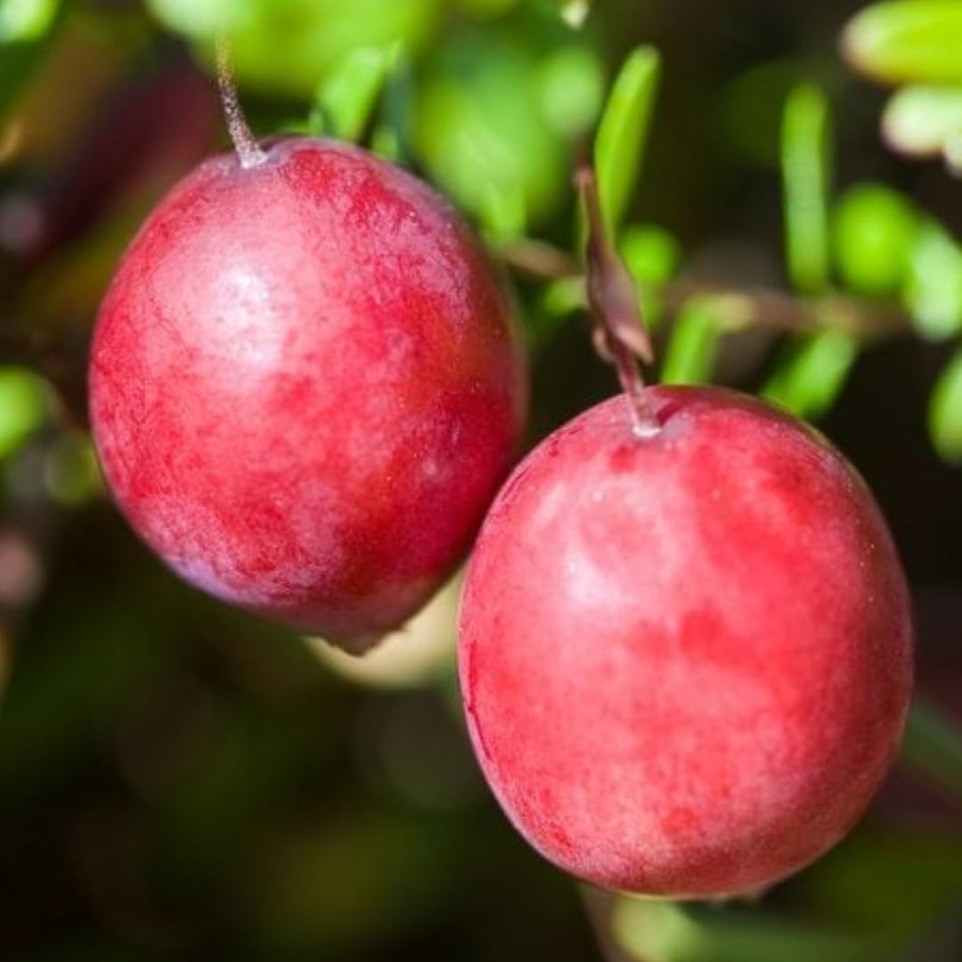 Cranberry Trees Plant Live in 3 Inch Pot, Low Bush Groundcover, Red Cranberries Tree Viburnum Plant, Edible Cranberry Tree Live for Growing