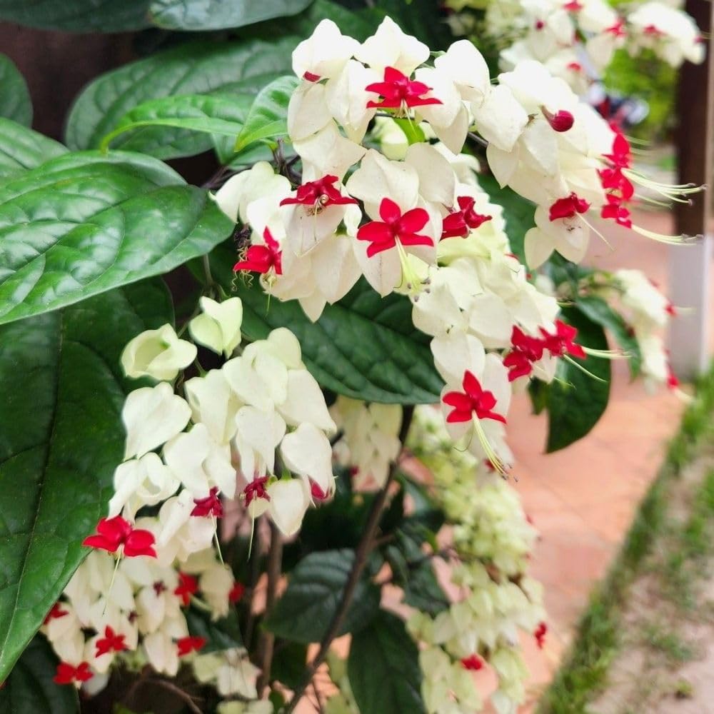 Set 3 White Bleeding Heart Plants Live 4-6 Inch Tall, White Clerodendrum Plant, Bleeding Heart Flowering Vine Plants, Blooming Flowering Vine for Garden Planting