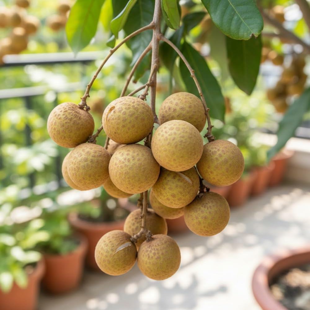 Longan Tree Live Plant, Longan Plant Live, Well Rooted in 4 Inches Pot, 6 to 8 Inches Tall, Sweet Fruit for Indoor Outdoor Growing