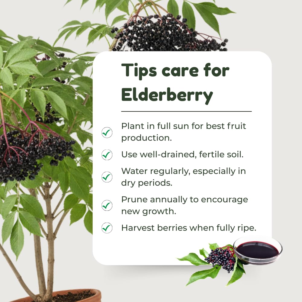 Elderberry Live Plant 4-8'' Tall, Live Black Elderberry Tree Seedling, Edible Berry Bush for Planting, No Pot