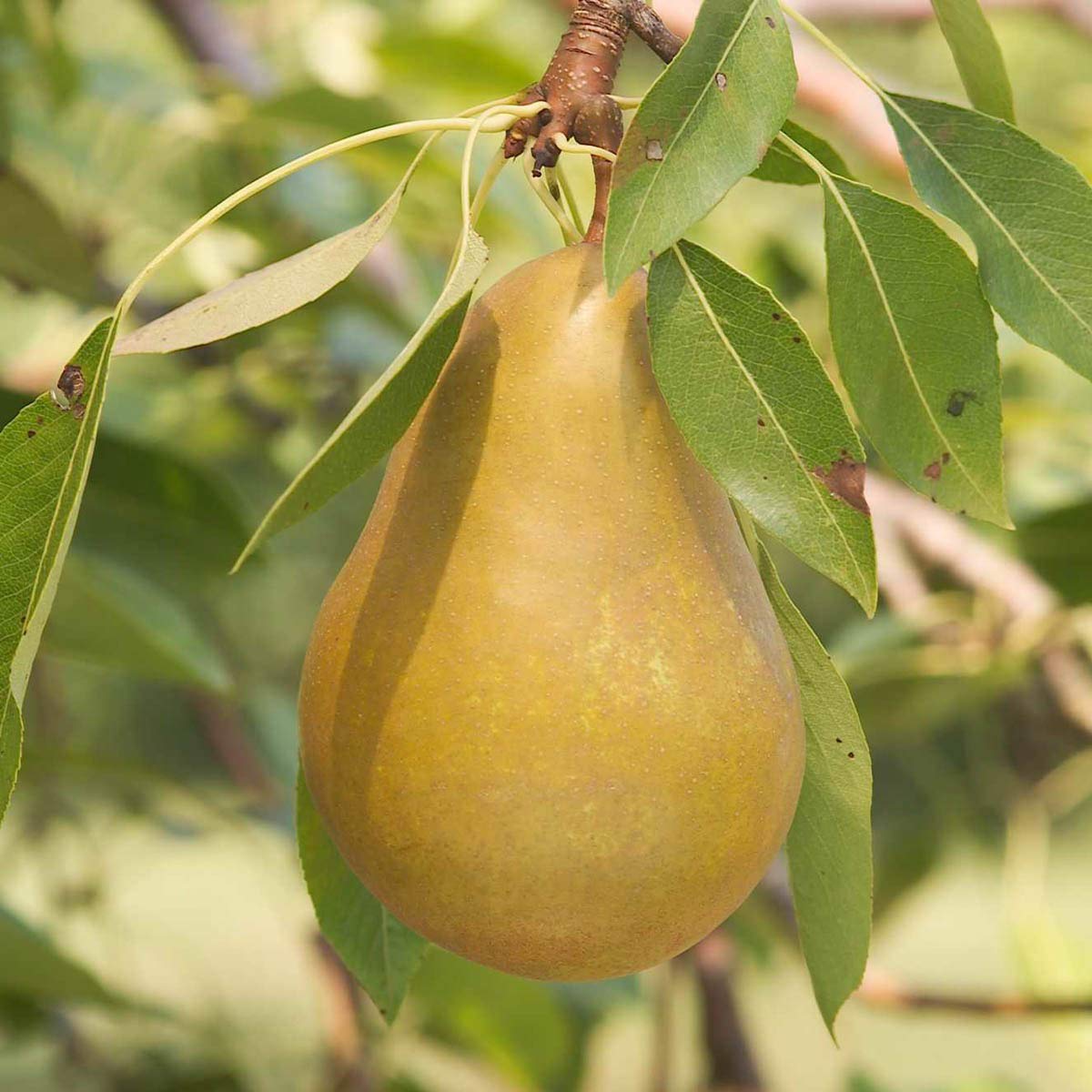 GURNEY'S - Honeysweet Pear Fruit Tree, Dormant Bare Root Starter Tree, 1-Pack, Due to State restrictions we Can't Ship to OR