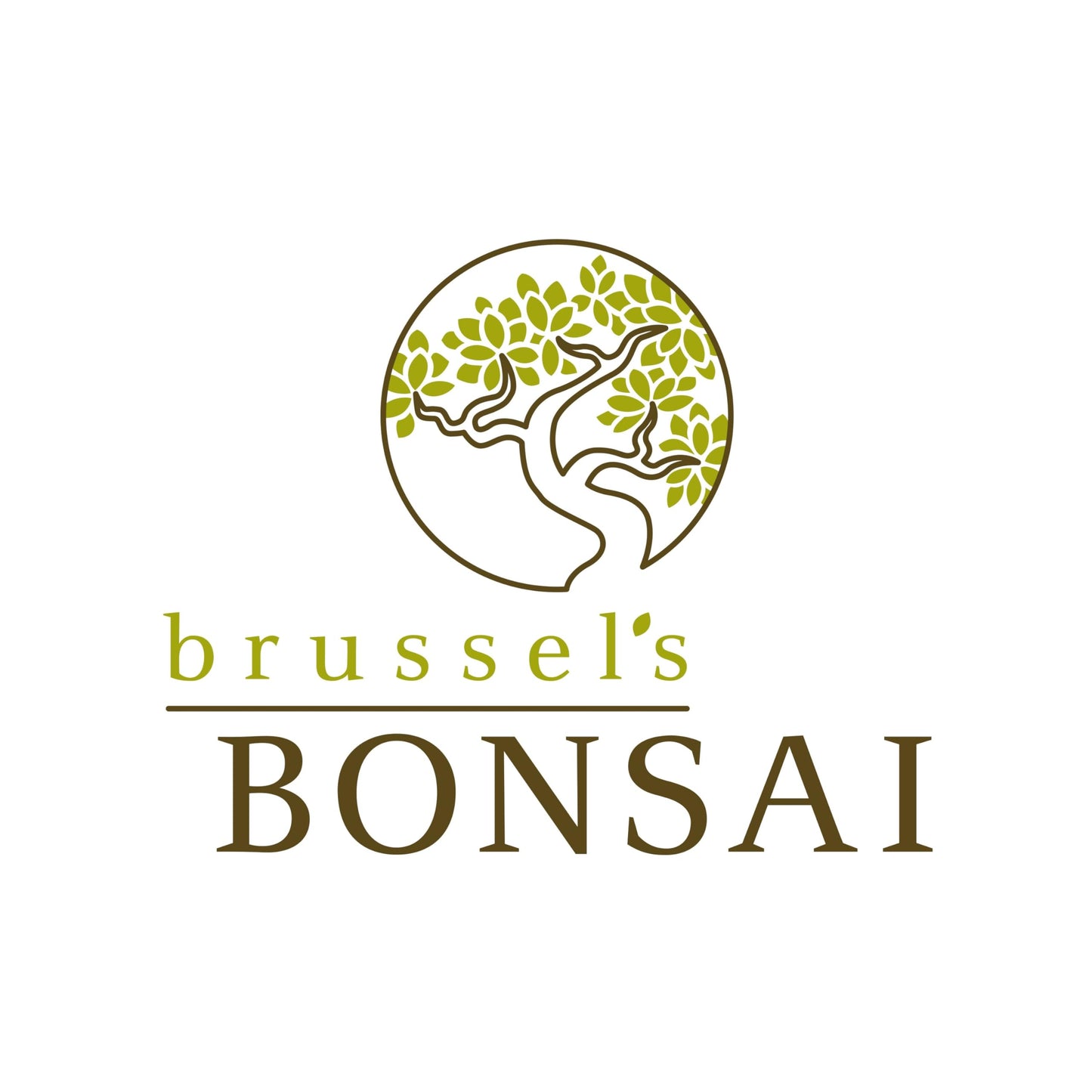 Brussel's Bonsai Live Barbados Cherry Bonsai Tree - Indoor Live Bonsai Tree with Ceramic Bonsai Pot