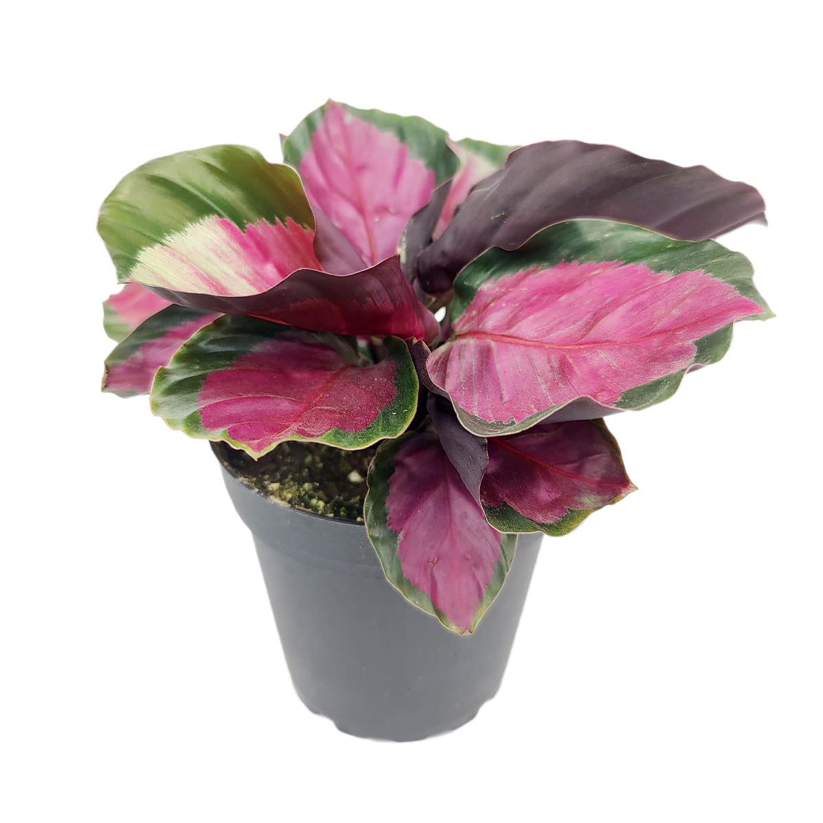 Calathea Rosy - Calathea Roseopicta (4" + Plastic Pot) - Pink Prayer Plant - Tropical Houseplants for Home Decoration