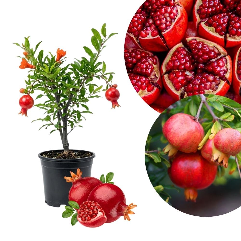 Wonderful Pomegranate Live Plant 4" Pot, Sweet Edible Pomegranate Fruit Plant for Indoor Outdoor Garden
