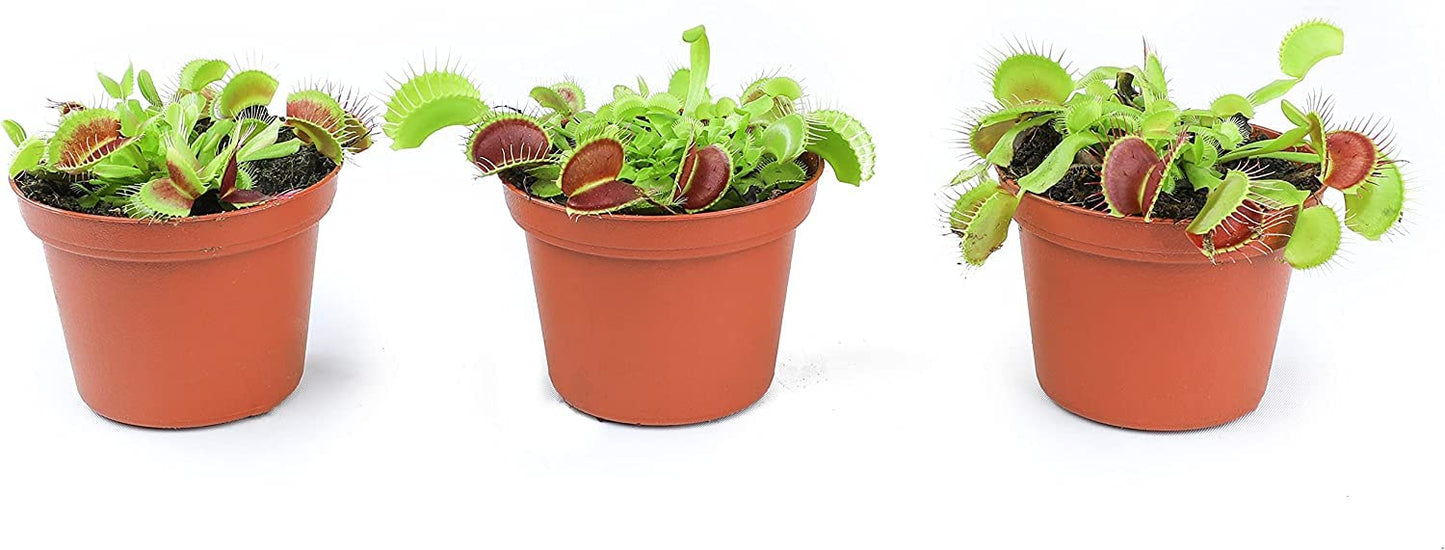Altman Plants Live Venus Fly Traps Carnivorous Plants (3PK), Live Plants & Indoor Plants for Kids, Live Venus Fly Trap Plant Terrarium Plant Trio in Adult Venus Fly Trap Soil & Carnivorous Plant Soil