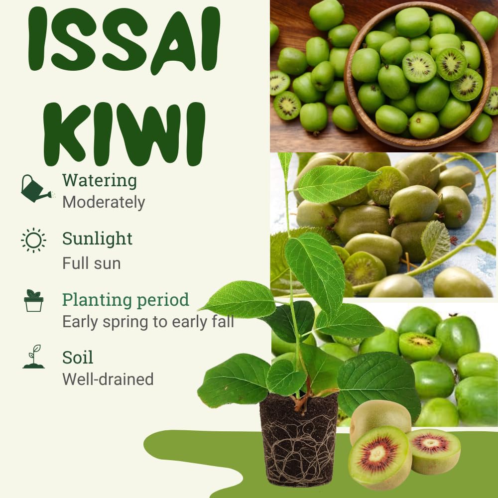 Kiwi Plant Live, Hardy Kiwi Berries Plant, Well Rooted Starter, 5-8" Tall, Kiwi Tree Live Plant, Kiwi Vine Live Plant