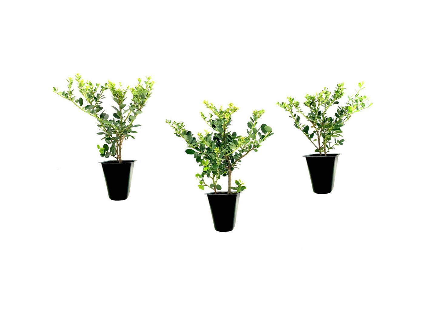 Helleri Holly Shrub | 3 Live Plants I Ilex Cornutal | Compact Evergreen Ideal for Low Borders, Formal Gardens and Ornamental Plantings, Dense, Small Leaves for Refined Look