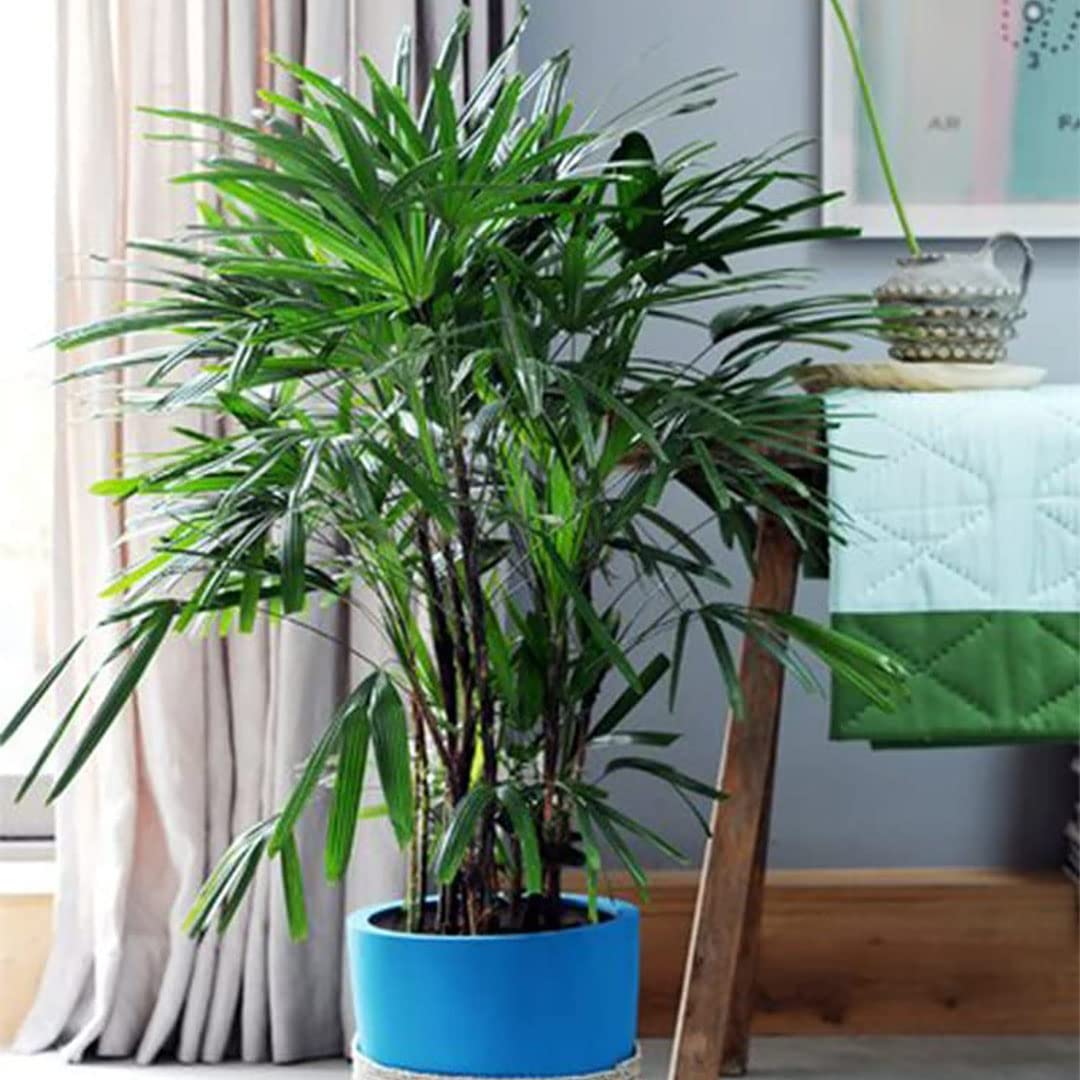 American Plant Exchange Lady Palm – 10-Inch Pot – Live Easy Care Indoor Houseplant, Air-Purifying, Low-Light Tropical Palm for Home, Office, Apartment, and Indoor Décor