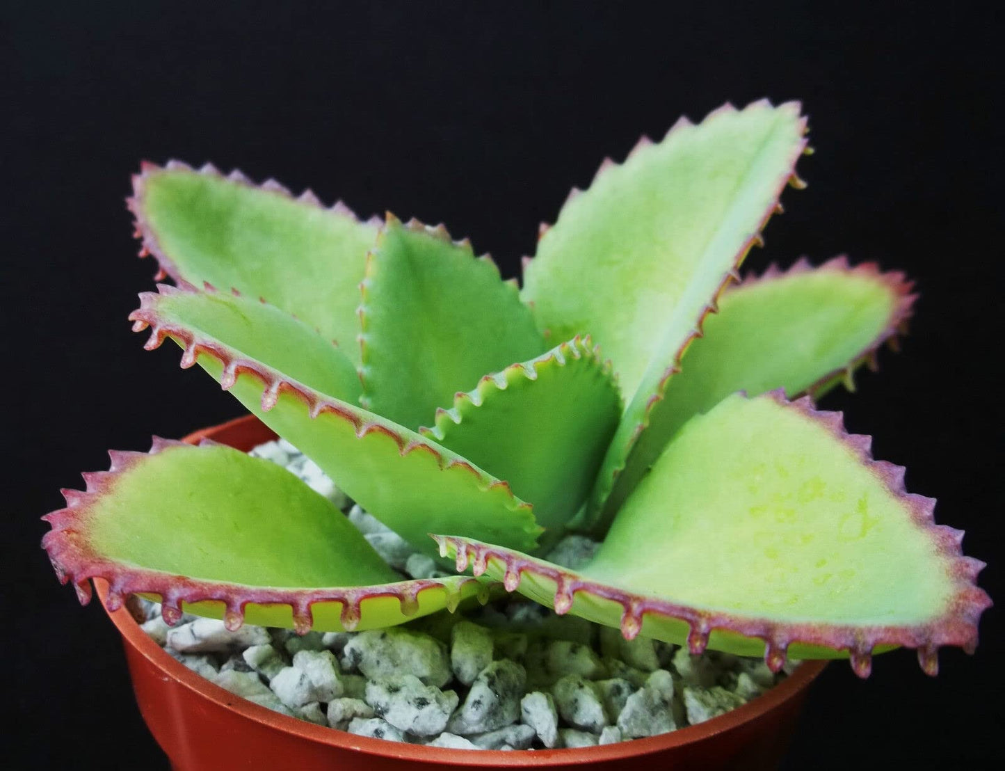 Kalanchoe Mother of Thousands Plant Live in 4 Inch Size, Kalanchoe Succulent Live Plants Indoor Outdoor, Kalanchoe Plants Live