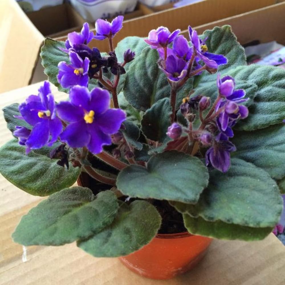 African Violets Live Plants, African Violet Plant Live House Plants, 4 Inc Potted, 4 to 6 Inc Long (Blue)