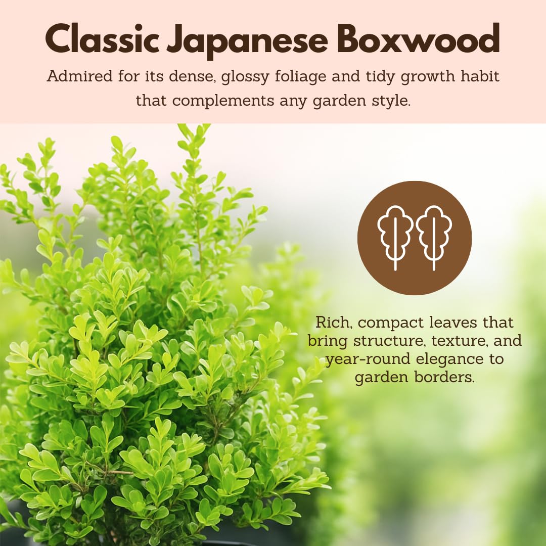MyShelfie - Bonsai Starter Tree Plant Gift, Japanese Boxwood Topiary Evergreen Shrub Hedge, 2 in Pot