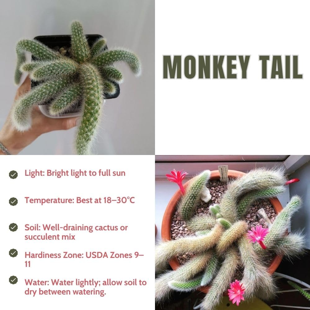 Rare Monkey Tail Cactus Live Plant in 2 Inch Pot, Trailing Cactus Succulent for Indoor Outdoor Planting