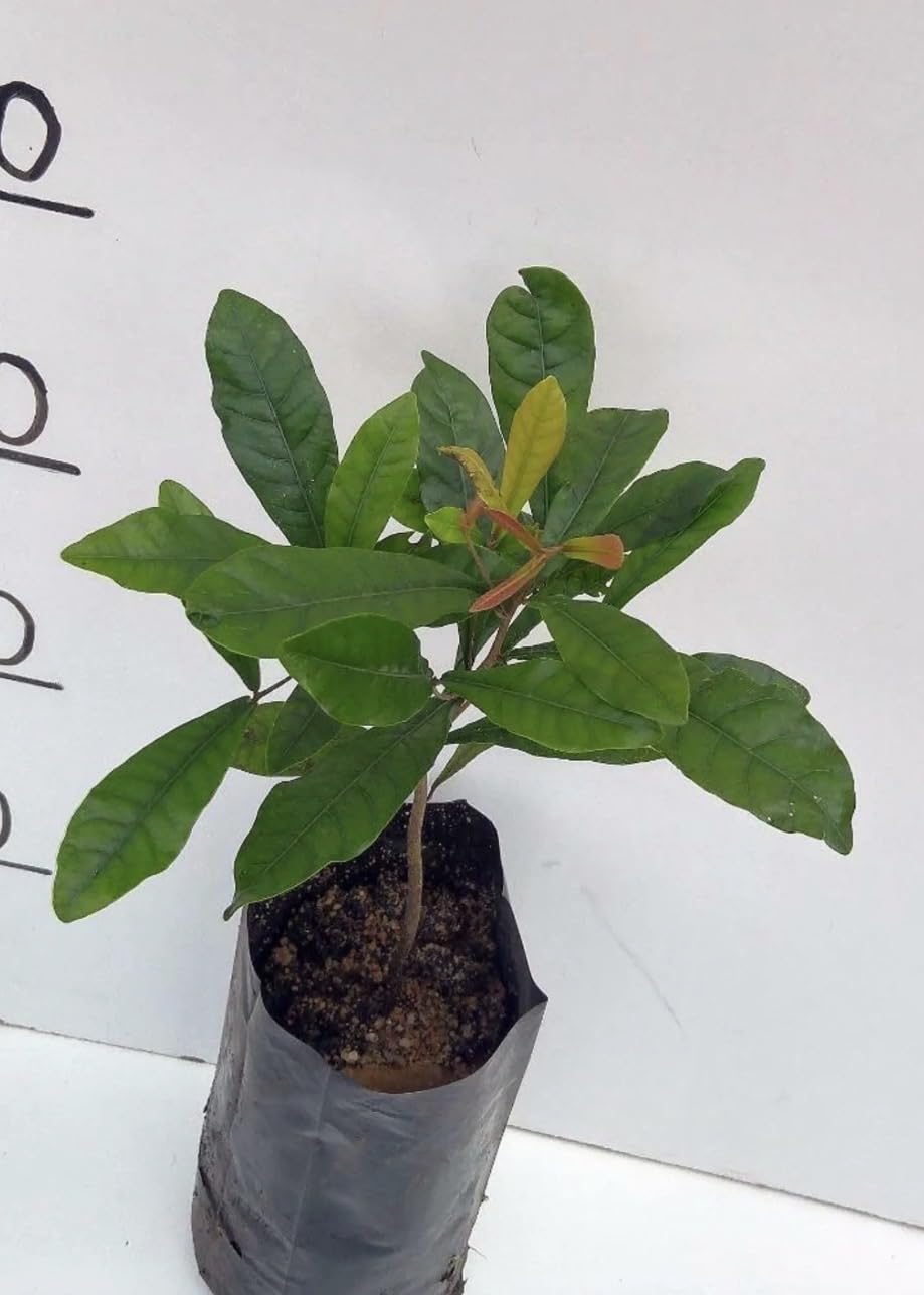 Miracle Fruit Live Fruit Tree(synsepalum Dulcificum) (8in to 12in”) Magic Berry Plant